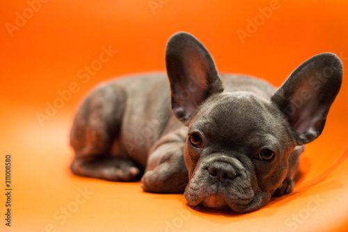 A sad puppy lies head down on its paws, on a bright background © Viktoriyajl6