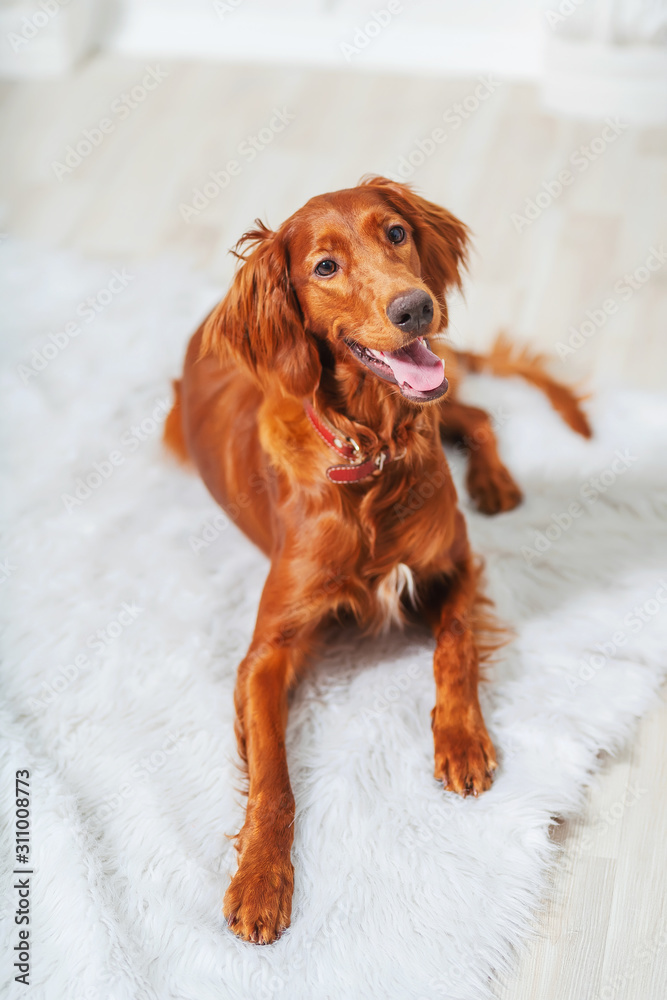 Portrait of an Irish red setter dog 
