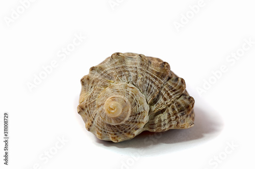 Black Sea rapan conch shell on white background