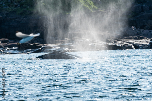 Wale Canada Newfoundland © Sean