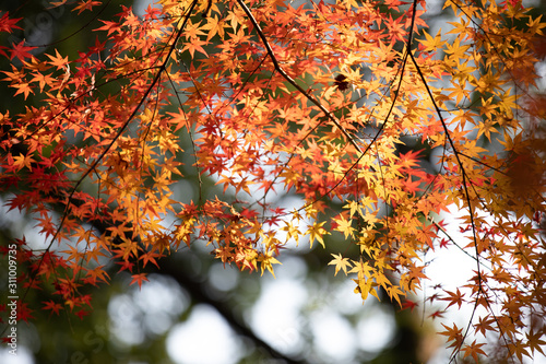 red maple leaves in autumn
