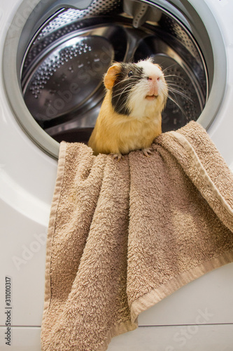 Washing machine in the bathroom with clothes and clothes and funny guinea pig 