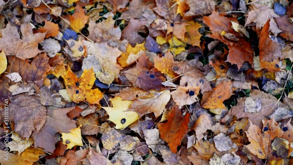 Background from autumn leaves on the ground, slow motion. Autumn mood concept Background from autumn leaves on the ground, slow motion. Autumn mood concept