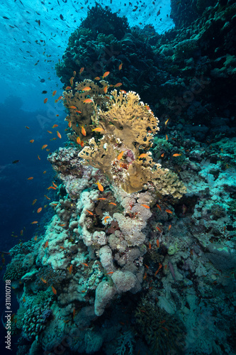   gypten Reef