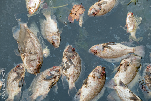 dead fish in the waste water