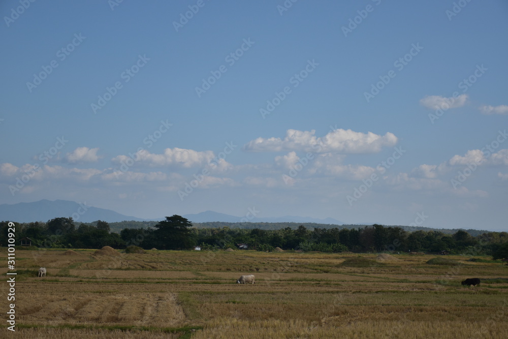 landscape of rice fields and cloudy skies