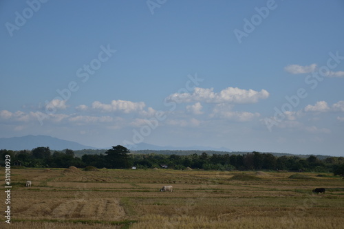landscape of rice fields and cloudy skies
