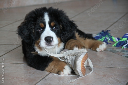 Fotografia Chiot Bouvier Bernois qui joue