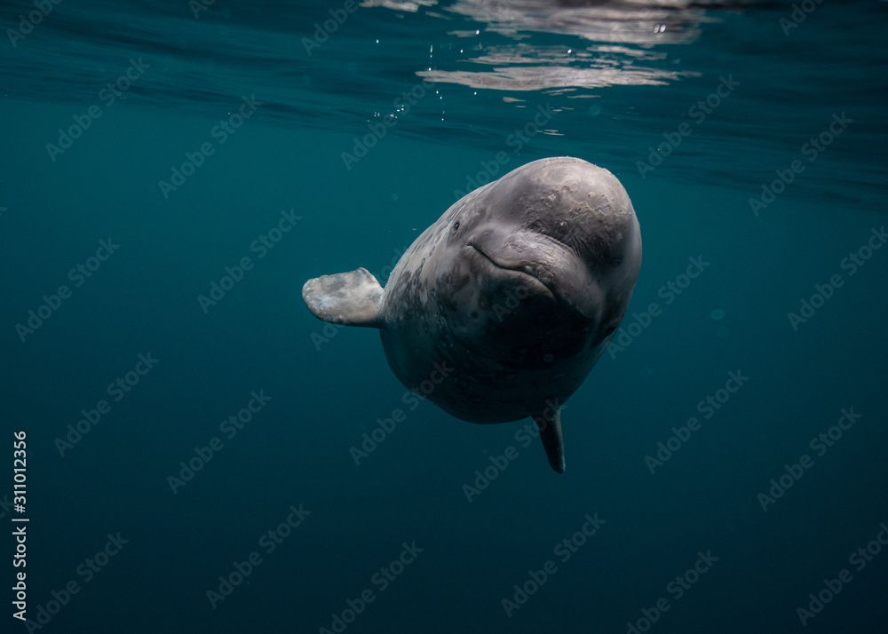 Naklejka premium Baby Beluga Newfoundland Canada 