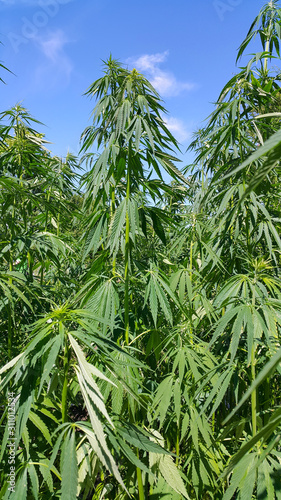 Green fresh foliage of cannabis plant (hemp, marijuana)