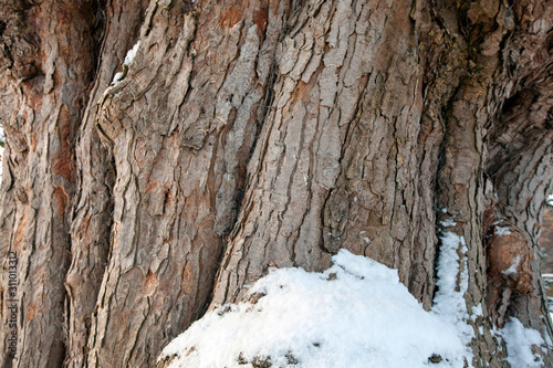 Wallpaper Mural A huge tree with the remains of a snowfall Torontodigital.ca