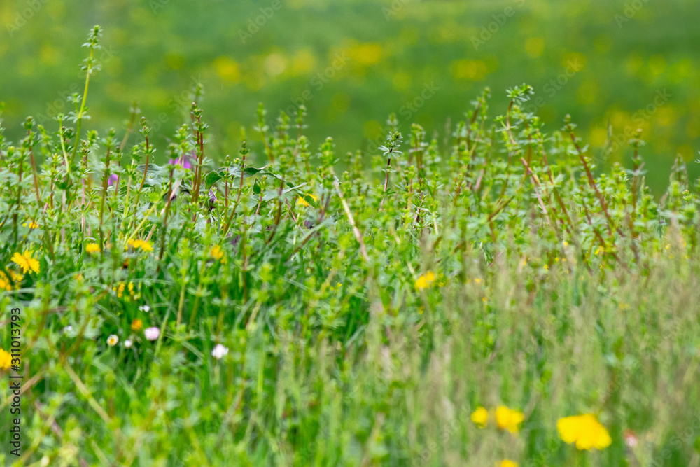 Fototapeta premium dandelions and other weeds among the grass. an overgrown backyard needs clearing. springtime lawn care concept