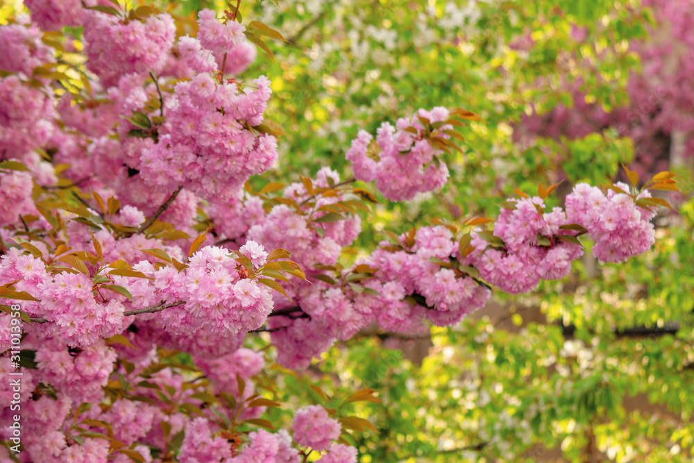 cherry blossom in the garden. splendid springtime nature scenery. close up of blooming twigs of sakura trees. beautiful color combination of pink flowers and green foliage cherry blossom in the garden. splendid springtime nature scenery. close up of blooming twigs of sakura trees. beautiful color combination of pink flowers and green foliage