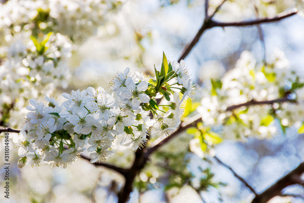 white blossom of apple tree. tiny flowering in the twigs in sunlight. spring season in the garden. bright ornamental background.