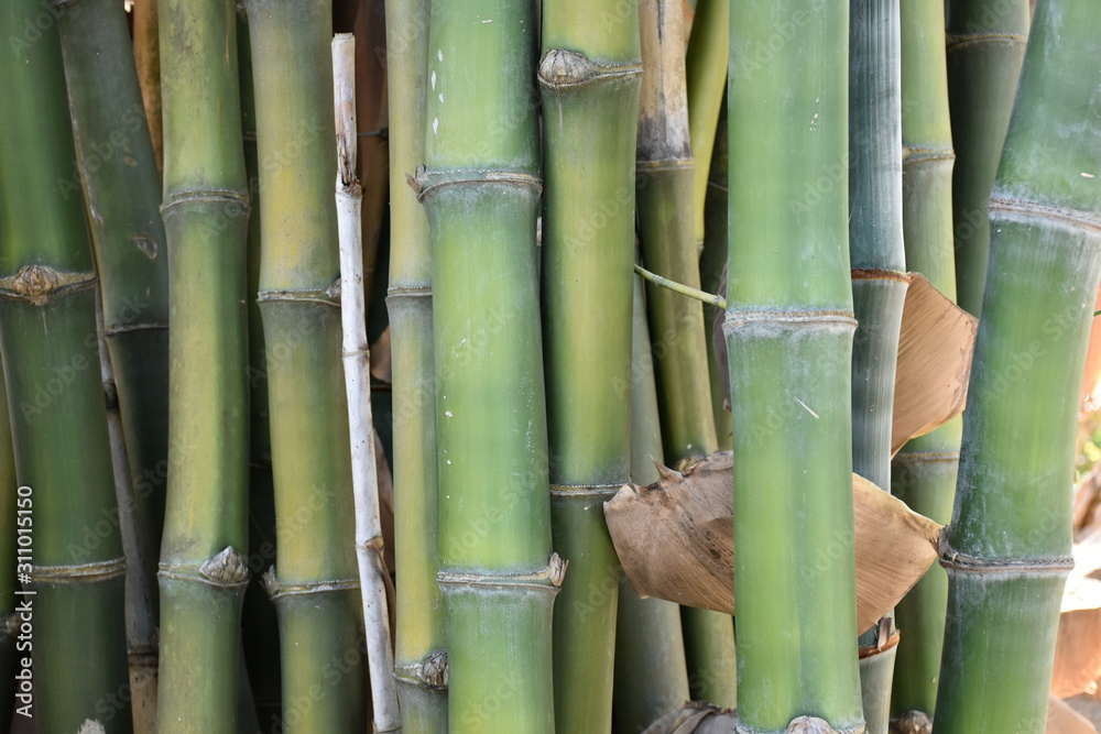 Bamboo fence and bamboo wall in the garden Bamboo fence and bamboo wall in the garden