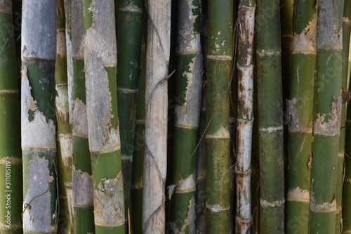 Bamboo fence and bamboo wall in the garden