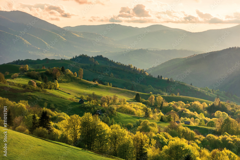 mountainous countryside at sunset. landscape with grassy rural fields and trees on hills rolling in to the distance in evening light. distant ridge and valley in haze. fantastic scenery in springtime - obrazy, fototapety, plakaty 