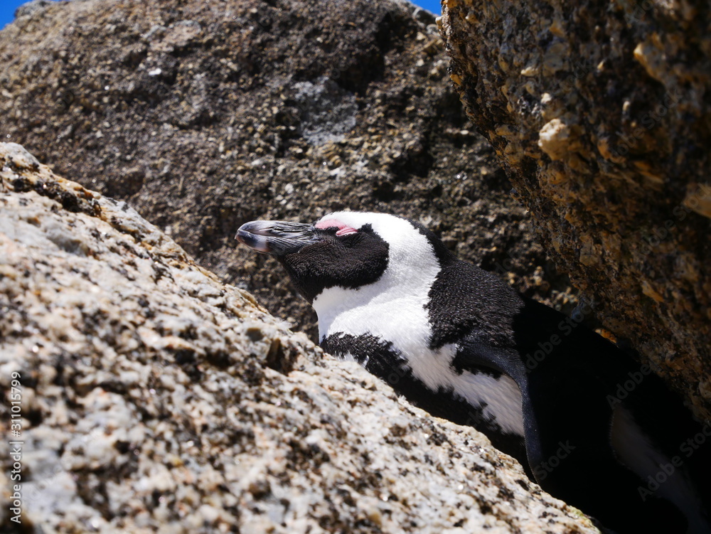 Fototapeta premium Boulder's Beach Simons Town Cap Cape Town