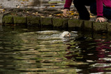 A West Highland Terrier has thrown himself into the pond of a city in the middle of winter to try to bite some bird