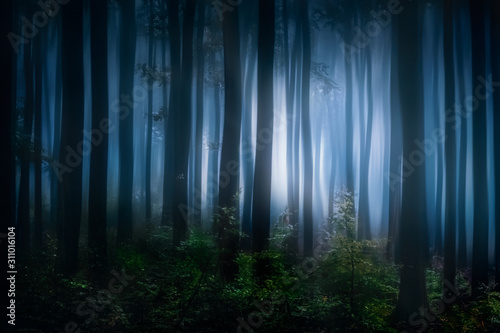 Fototapeta natura krajobraz noc drzewa sosna