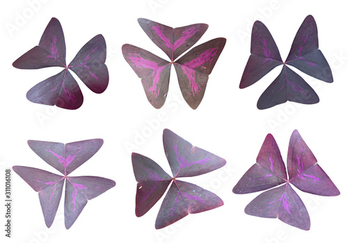 Quadro em tela Set of Purple Shamrock Flowers Isolate on White Background with Clipping Path