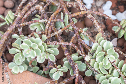 Portulacaria afra succulent plant in the garden.Also know as Elephant bush,Dwarf jade plant, Porkbush and Spekboom plant. photo