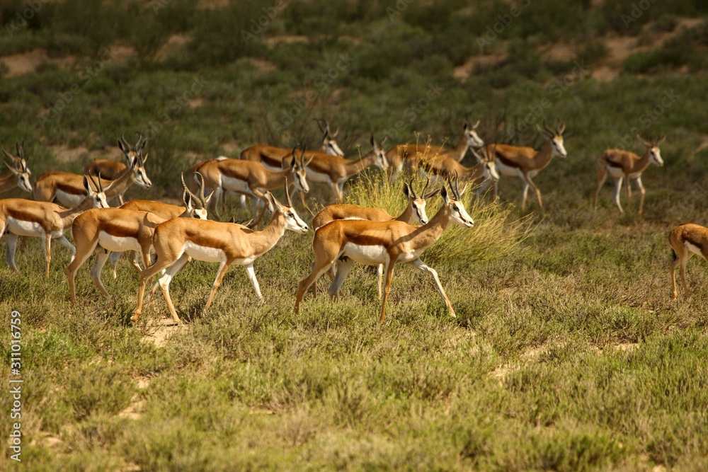 Herd of springboks (Antidorcas marsupialis) walking on red sand in Kalahari desert in the green grass in evening sun. Herd of springboks (Antidorcas marsupialis) walking on red sand in Kalahari desert in the green grass in evening sun.