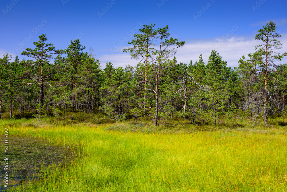 Obraz premium Viru bog (Viru Raba) in Lahemaa national Park, a popular natural attraction in Estonia, a tourist ecological trail. Picturesque landscape with swamp and forest