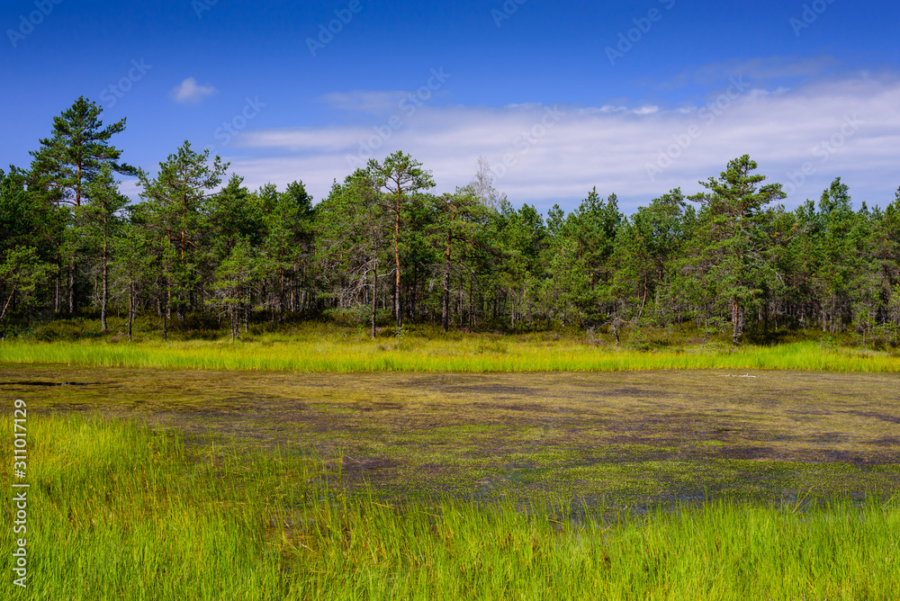 Viru bog (Viru Raba) in Lahemaa national Park, a popular natural attraction in Estonia, a tourist ecological trail. Picturesque landscape with swamp and forest Viru bog (Viru Raba) in Lahemaa national Park, a popular natural attraction in Estonia, a tourist ecological trail. Picturesque landscape with swamp and forest