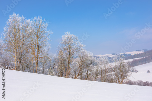 Wallpaper Mural trees in hoarfrost on snow covered meadow. sunny forenoon of mountainous landscape. hazy atmosphere with blue sky. calm winter nature scenery. beautiful scenery Torontodigital.ca