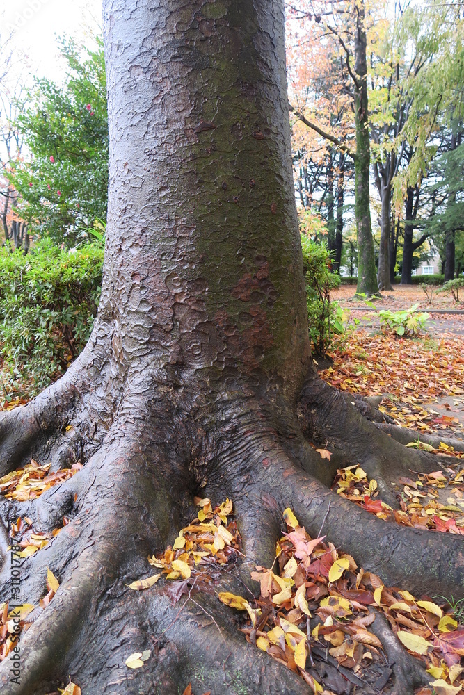 雨上りの公園の欅 雨上りの公園の欅