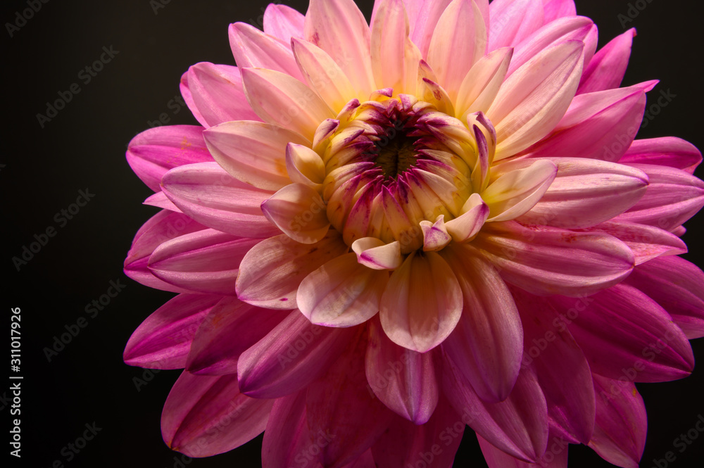 Fototapeta premium pink dahlia flower on black background 