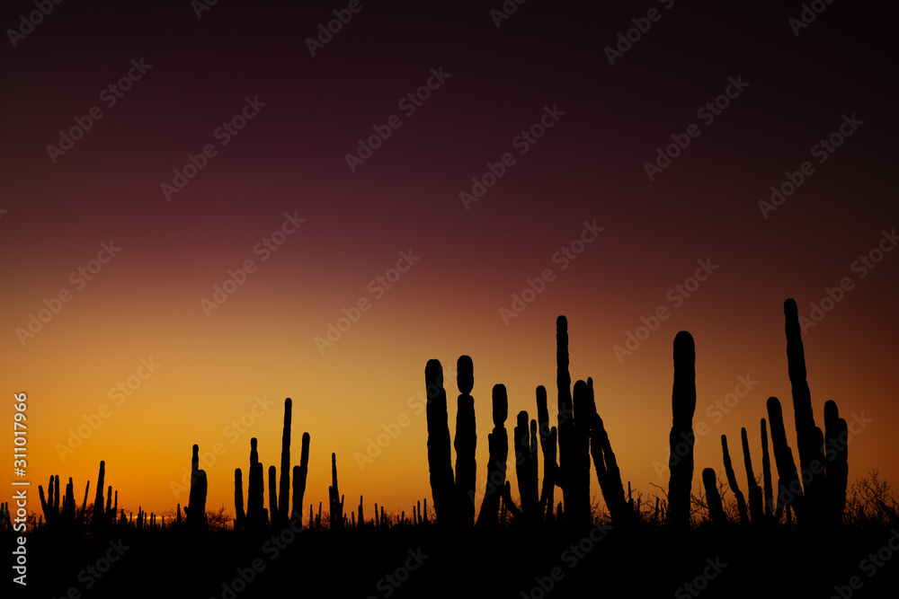 Sunrise at mexican desert