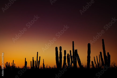 Obraz na płótnie Sunrise at mexican desert w salonie