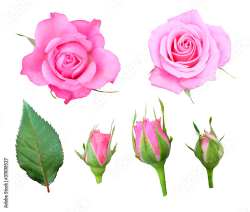 Pink roses with buds and leaf isolated on a white background, floral set.