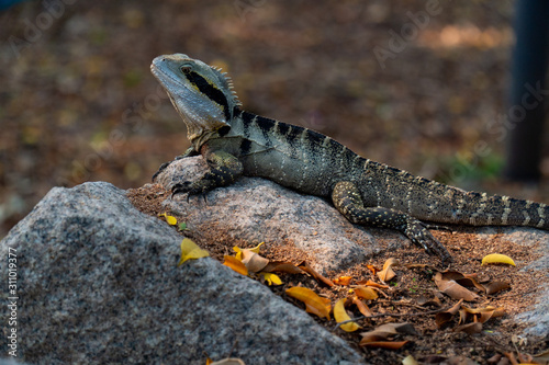 Eastern Water Dragon Lizard closeup laying on rock (intellagama lesueurii)
