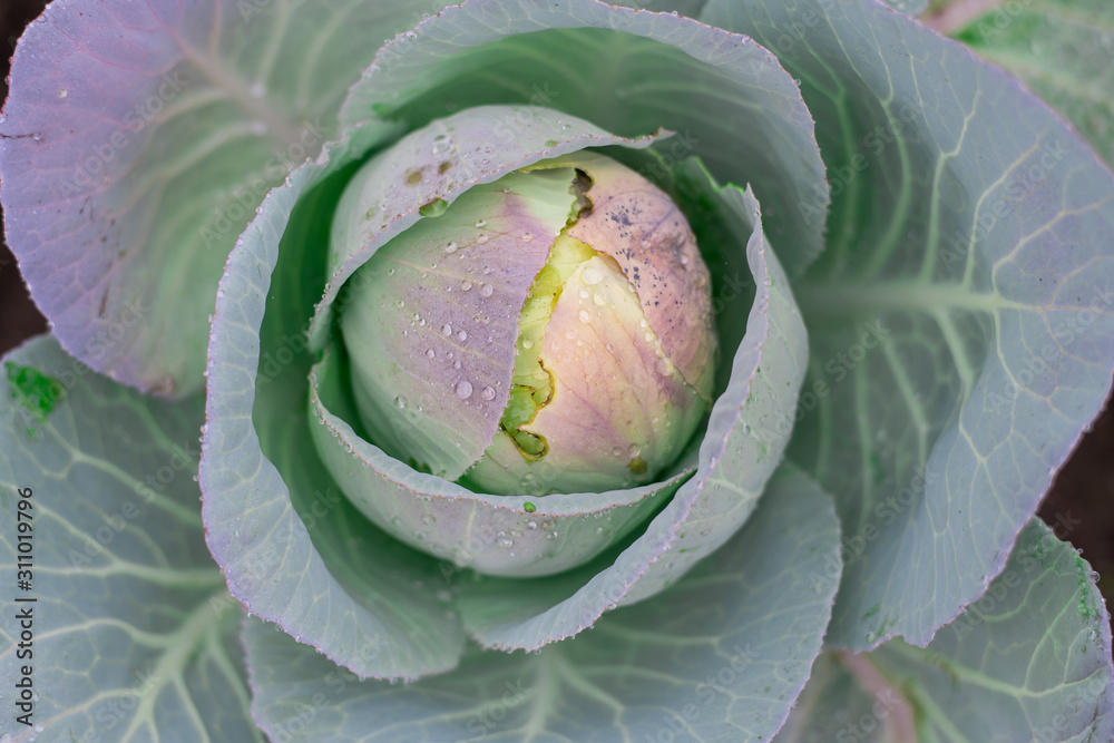 Obraz premium Natural background with cabbage leaf texture in raindrops, rainy weather, macro backdrop,
