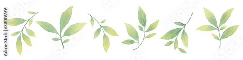 Set of leaves. Hand drawn watercolor illustrations.