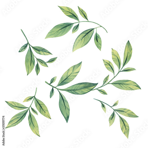 Watercolor painting set of leaves on a white background. Hand draw watercolor illustration. Design element. Drawn leaves for design. Botanical clipart. Elegant leaves for postcards.
