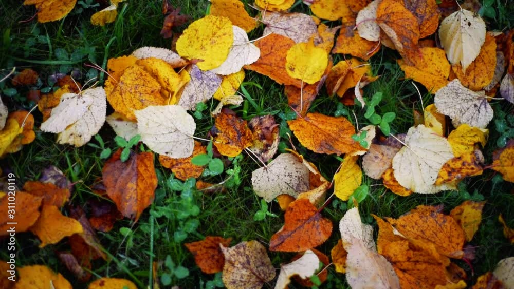 Background from autumn leaves on the ground, slow motion. Autumn mood concept