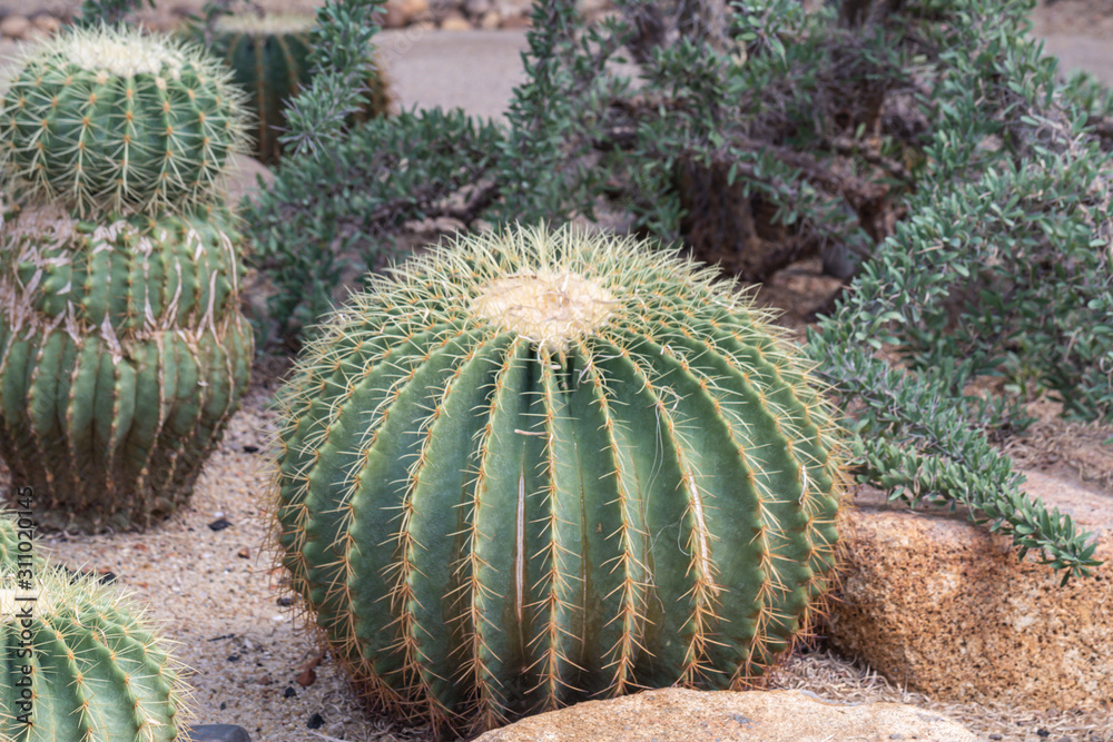Selective focus close up Golden barrel cactus or Golden ball cactus.(Echinocactus grusonii) Selective focus close up Golden barrel cactus or Golden ball cactus.(Echinocactus grusonii)