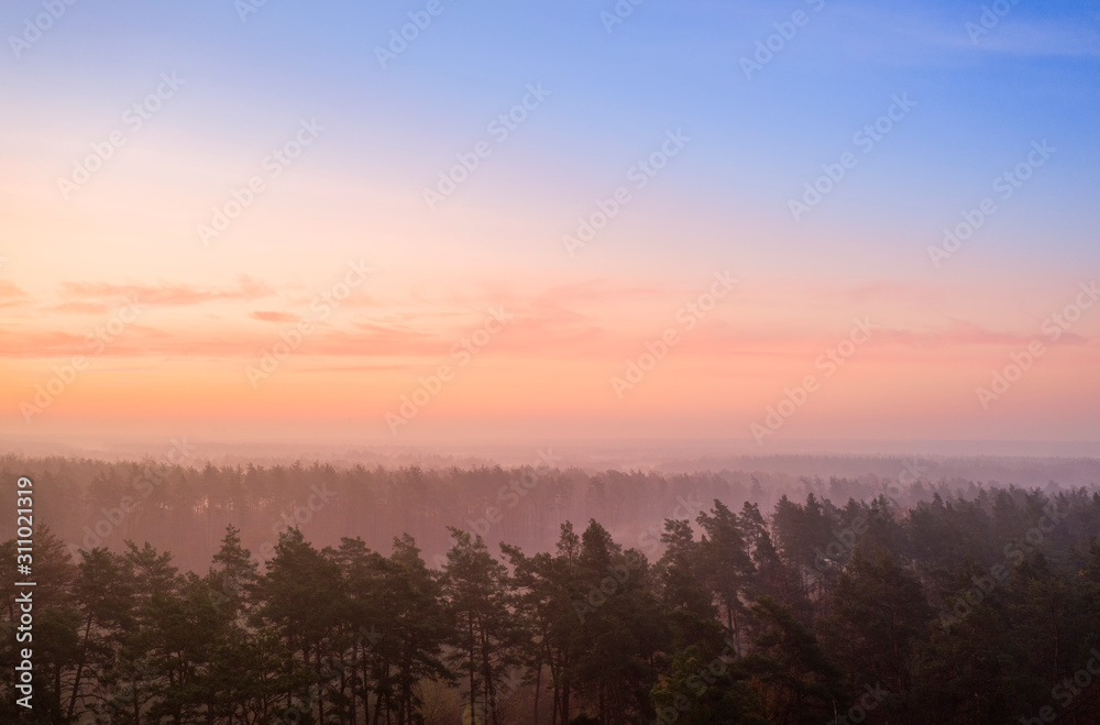 Pink dawn pine over forest drone view