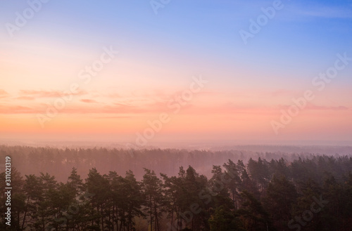 Pink dawn pine over forest drone view