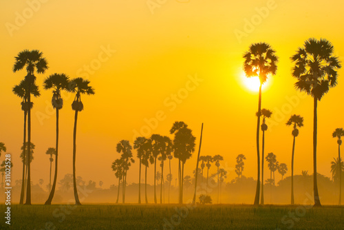 Nature landscape sunrise morning sugar palm tree in green rice field