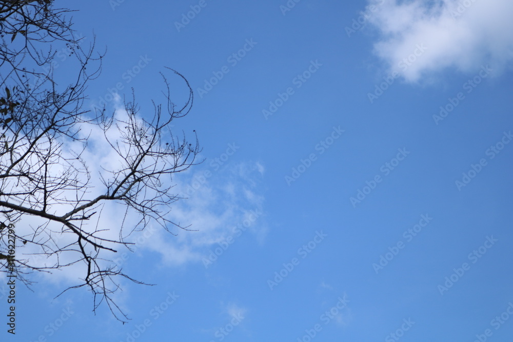 In the clear sky and withered branches In the clear sky and withered branches