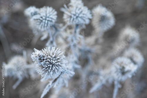 frosty frost with ice crystals on the flowers on a winter morning. close-up, space for text.