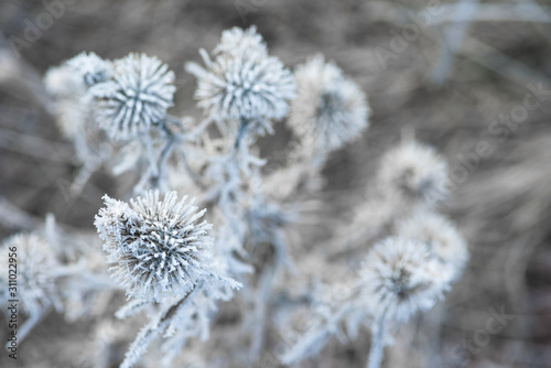 frosty frost with ice crystals on the flowers on a winter morning. close-up, space for text. © Taranova_ksenya