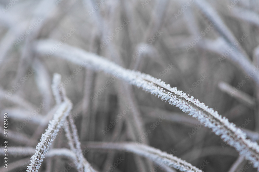 frost frost with ice crystals on the leaves oblong winter morning. close-up, space for text. frost frost with ice crystals on the leaves oblong winter morning. close-up, space for text.