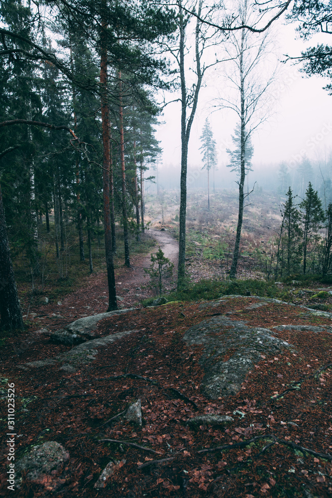 Obraz premium forest during a foggy winter morning. The fog is giving the forest a mystical atmosphere.