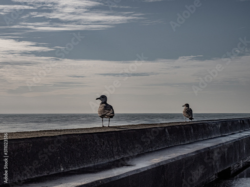 Porto, Portugal. 16 November 2019. Seagulls on Farolins da Barra do Douro quay at the stormy Atlantic coast off Porto on a sunny autumn day. photo